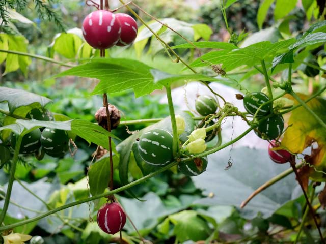 沖縄雀瓜 オキナワスズメウリ の実をツルごと収穫しても保存は出来ない 観葉植物の育て方 ｑ ａ ブルーミングスケープ