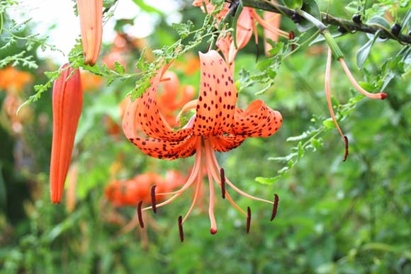 ブルーミングスケープ 花言葉 誕生花 今日は何の日 10月 観葉植物 ガーデニング