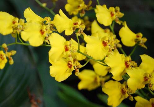 花が終わり葉だけのオンシジウムの花を咲かせたい 観葉植物の育て方 ｑ ａ ブルーミングスケープ