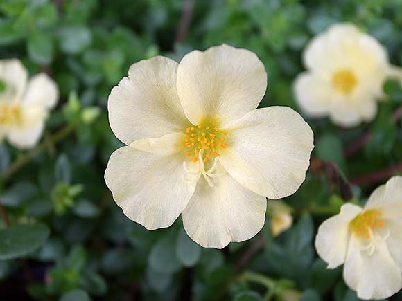 ブルーミングスケープ 花言葉 誕生花 今日は何の日 8月 観葉植物 ガーデニング