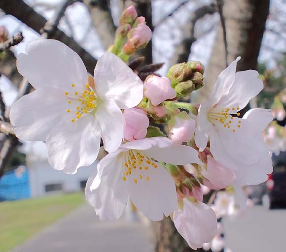 ブルーミングスケープ 桜 ソメイヨシノ 一才桜 育て方 観葉植物 ガーデニング