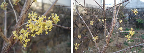 サンシュユの花・実 2