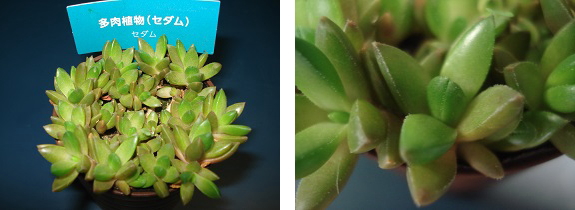 多肉植物(セダム)購入時の様子