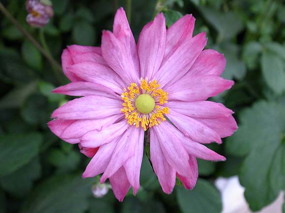 ブルーミングスケープ 花言葉 誕生花 今日は何の日 9月 観葉植物 ガーデニング