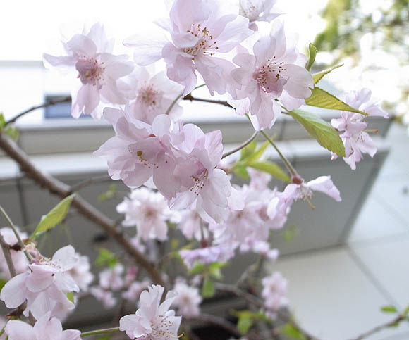 ブルーミングスケープ しだれ桜 枝垂桜 育て方 観葉植物 ガーデニング