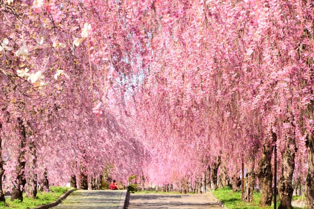 しだれ桜は葉が先に咲く 花が後から咲く ブルーミングスケープ