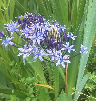 �V���[�E�x���r�A�i ���F�̉�