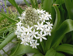 �V���[�E�x���r�A�i ���F�̉�
