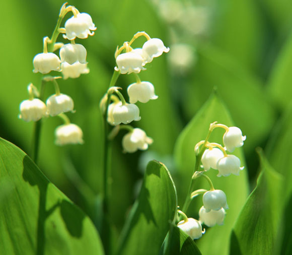 スズラン すずらん のそばにモロヘイヤを植えたが食べても良い 観葉植物の育て方 ｑ ａ ブルーミングスケープ