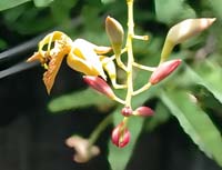�^�}�����h(tamarindo)