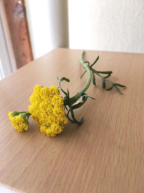 タンジーの黄色い花