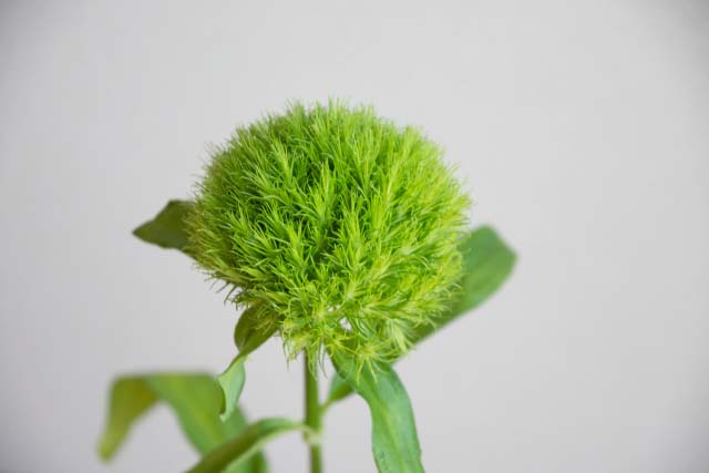 テマリソウ(ダイアンサス)の花