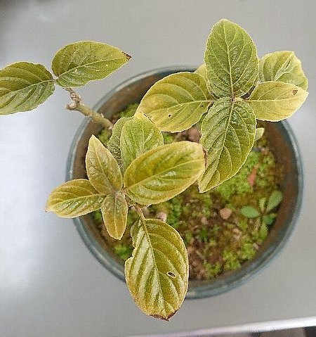 植物の画像