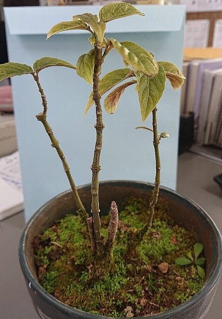 植物の画像