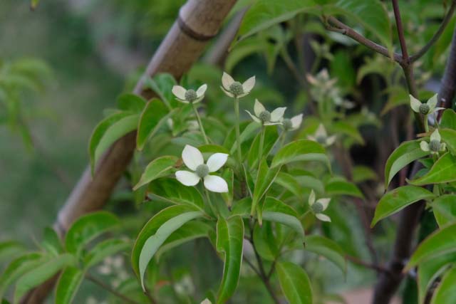 ヤマボウシの葉が落葉 移植した常緑ヤマボウシの厳冬対策 観葉植物の育て方 ｑ ａ ブルーミングスケープ