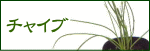 �`���C�u