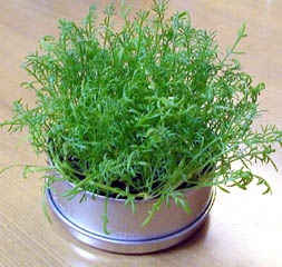 ブルーミングスケープ カモミール 育て方 観葉植物 ガーデニング