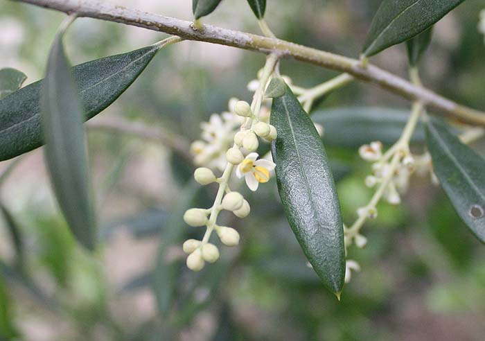 オリーブの新芽がしおれた 観葉植物の育て方 ｑ ａ ブルーミングスケープ