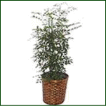 �V���N�W���X�~��