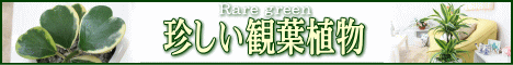 半日陰な場所でもＯＫな観葉植物