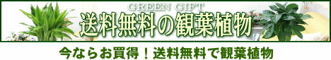 送料無料の観葉植物