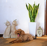 ���^ �ϗt�A��