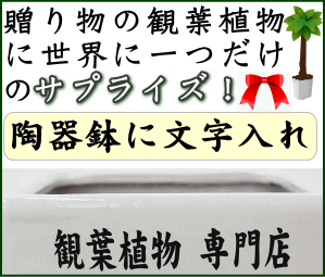 観葉植物に文字入れ