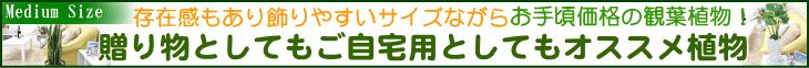 おすすめ 観葉植物