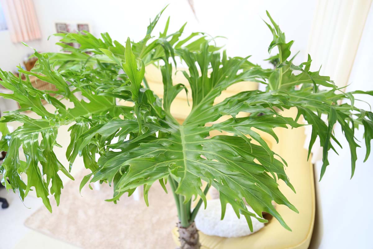 セローム 10号 陶器 通販 販売｜観葉植物のブルーミングスケープ
