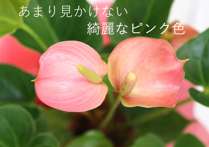 美しい花の画像 最新のhdアンスリウム ピンク 美しい花の画像 最新のhdアンスリウム ピンク