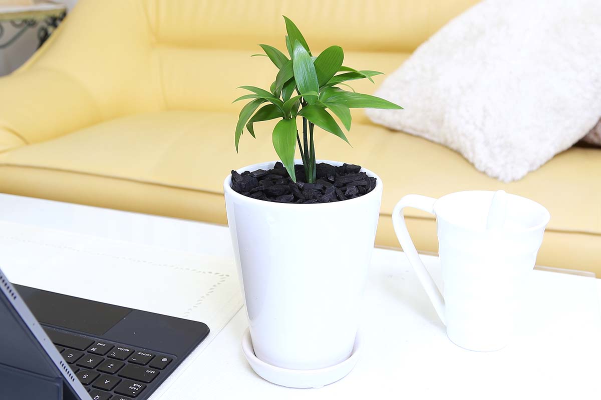 梛（ナギ）の木 4号 陶器鉢 土の表面 竹炭