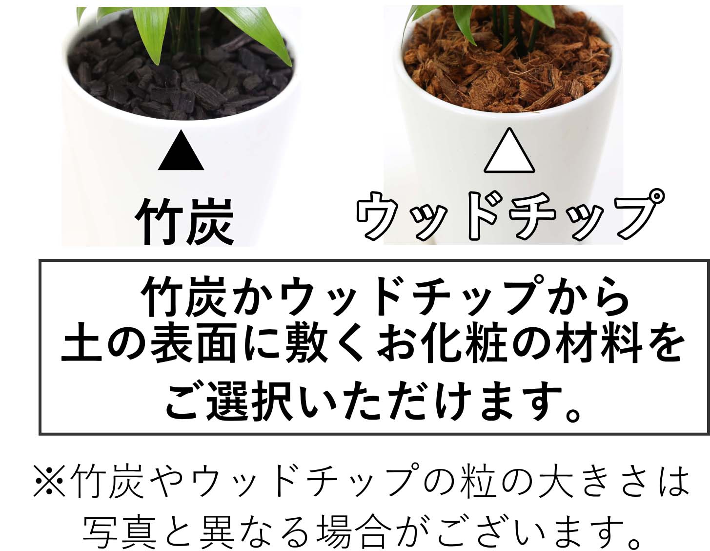 梛（ナギ）の木 4号 陶器鉢 土の表面 竹炭かウッドチップか