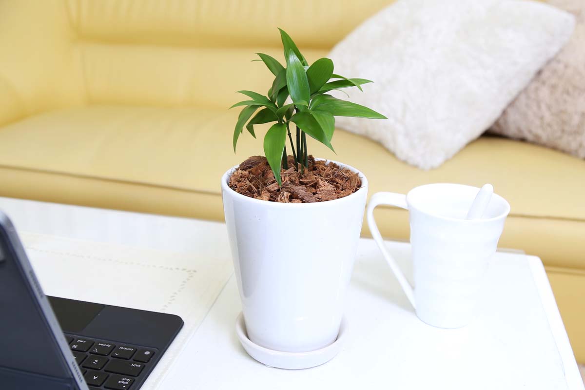 梛（ナギ）の木 4号 陶器鉢 土の表面 ウッドチップ