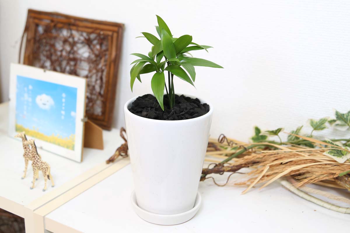 梛（ナギ）の木 4号 陶器鉢 土の表面 竹炭