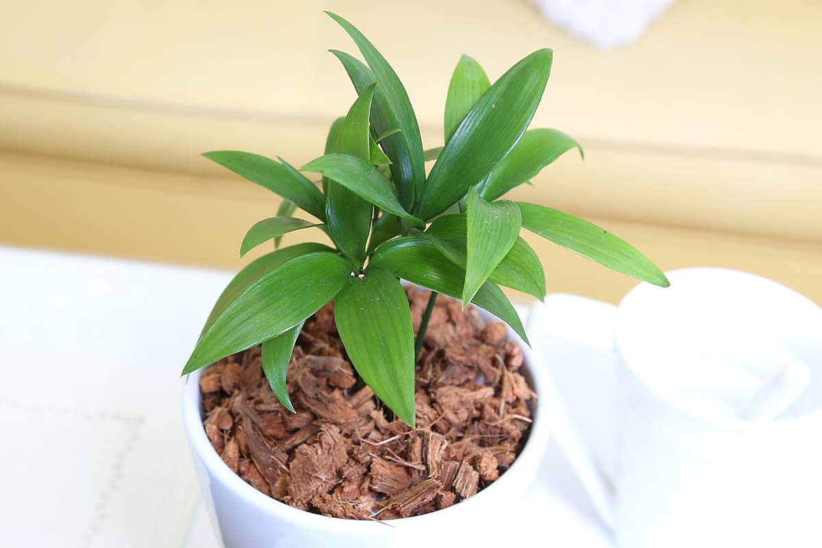 梛（ナギ）の木 4号 陶器鉢 土の表面 ウッドチップ