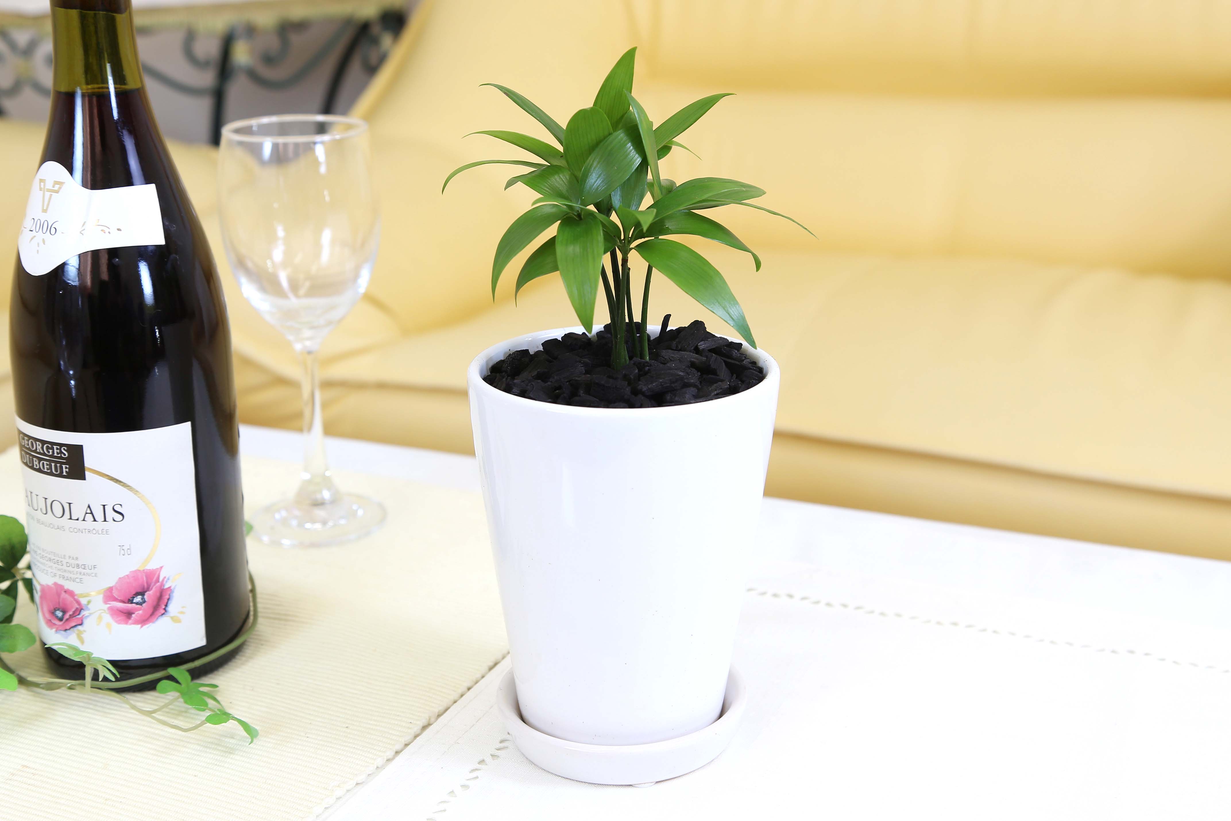 梛（ナギ）の木 4号 陶器鉢 土の表面 竹炭