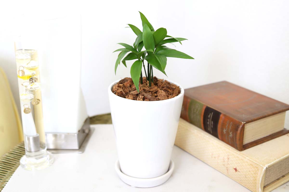 梛（ナギ）の木 4号 陶器鉢 土の表面 ウッドチップ