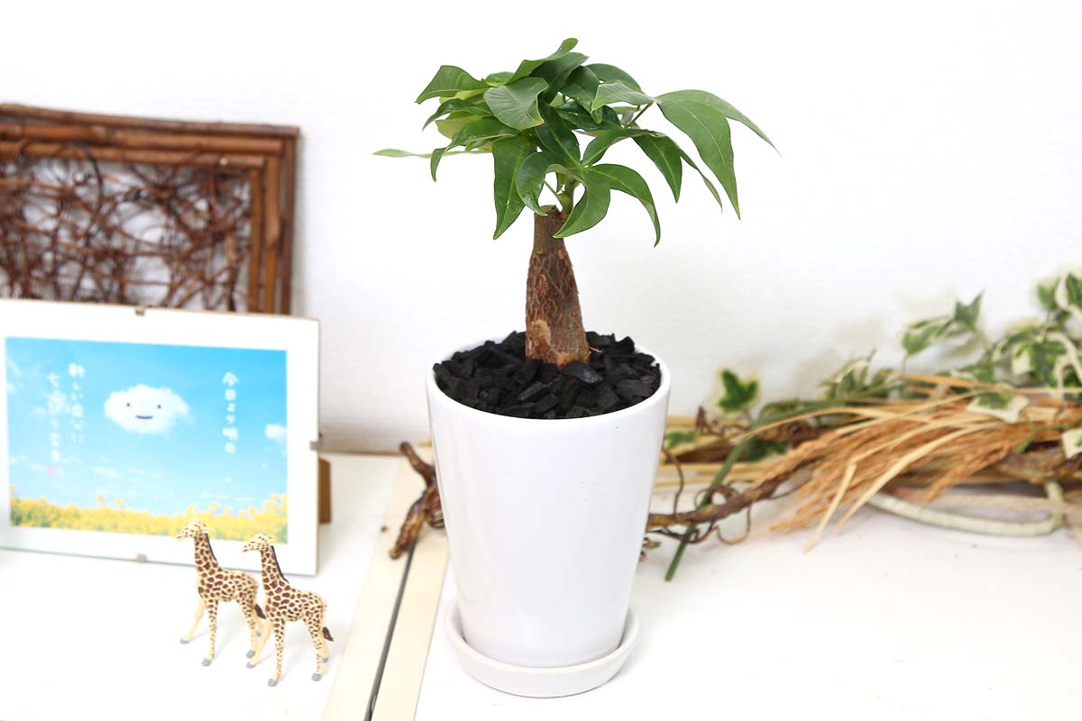 パキラ 4号 陶器鉢丸ロング 竹炭