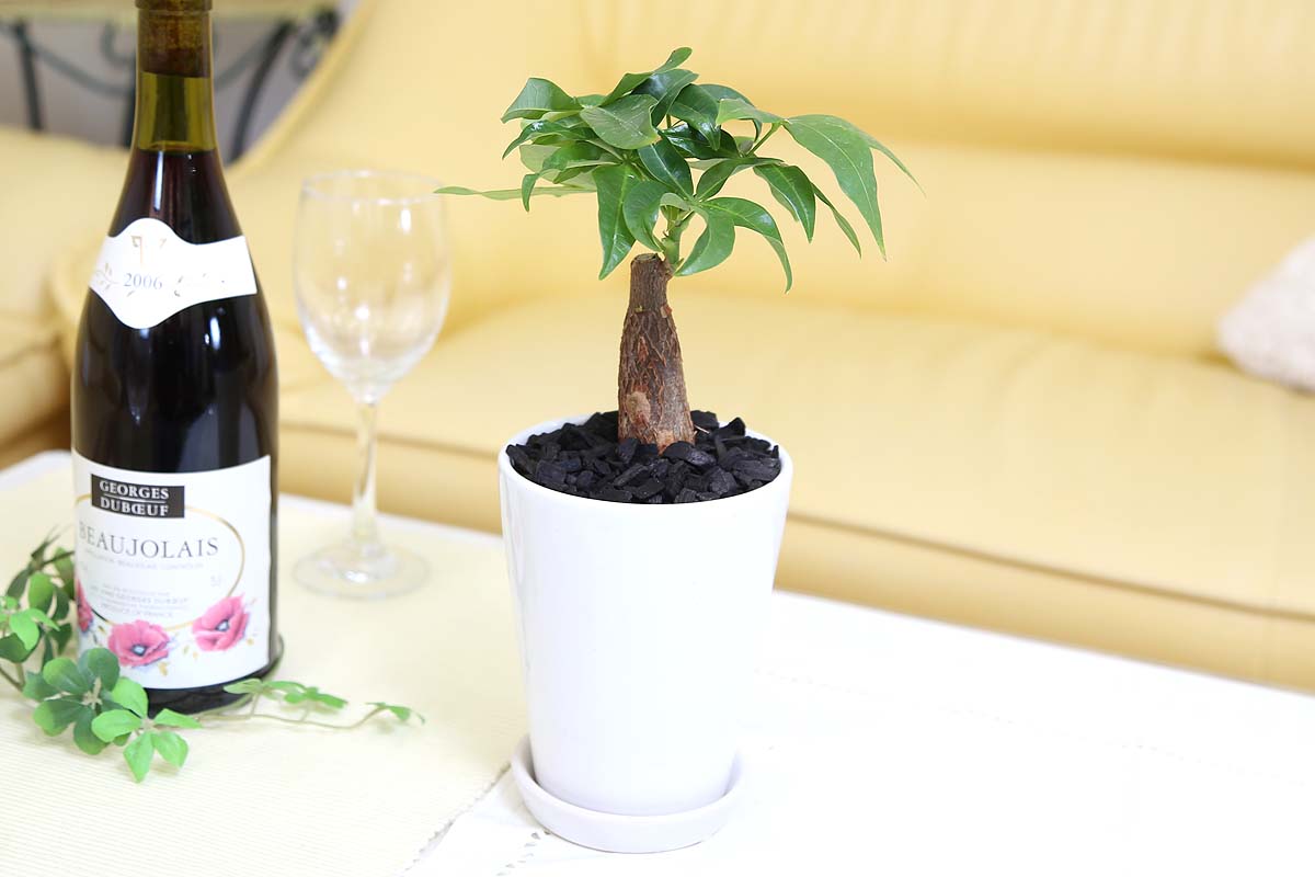 パキラ 4号 陶器鉢丸ロング 竹炭