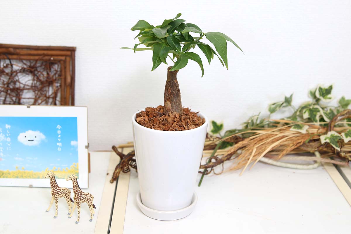 パキラ 4号 陶器鉢丸ロング ウッドチップ