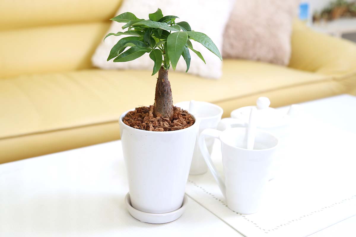 パキラ 4号 陶器鉢丸ロング ウッドチップ