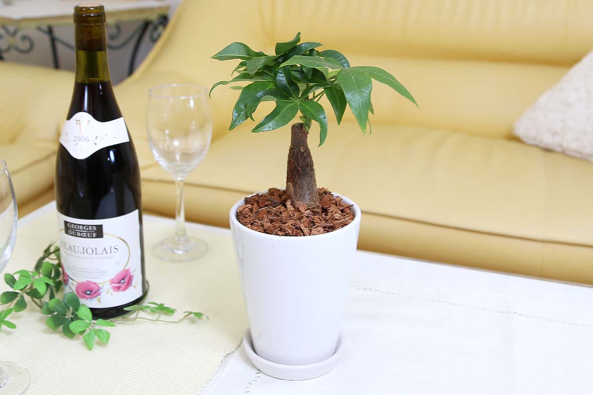 パキラ 4号 陶器鉢丸ロング ウッドチップ