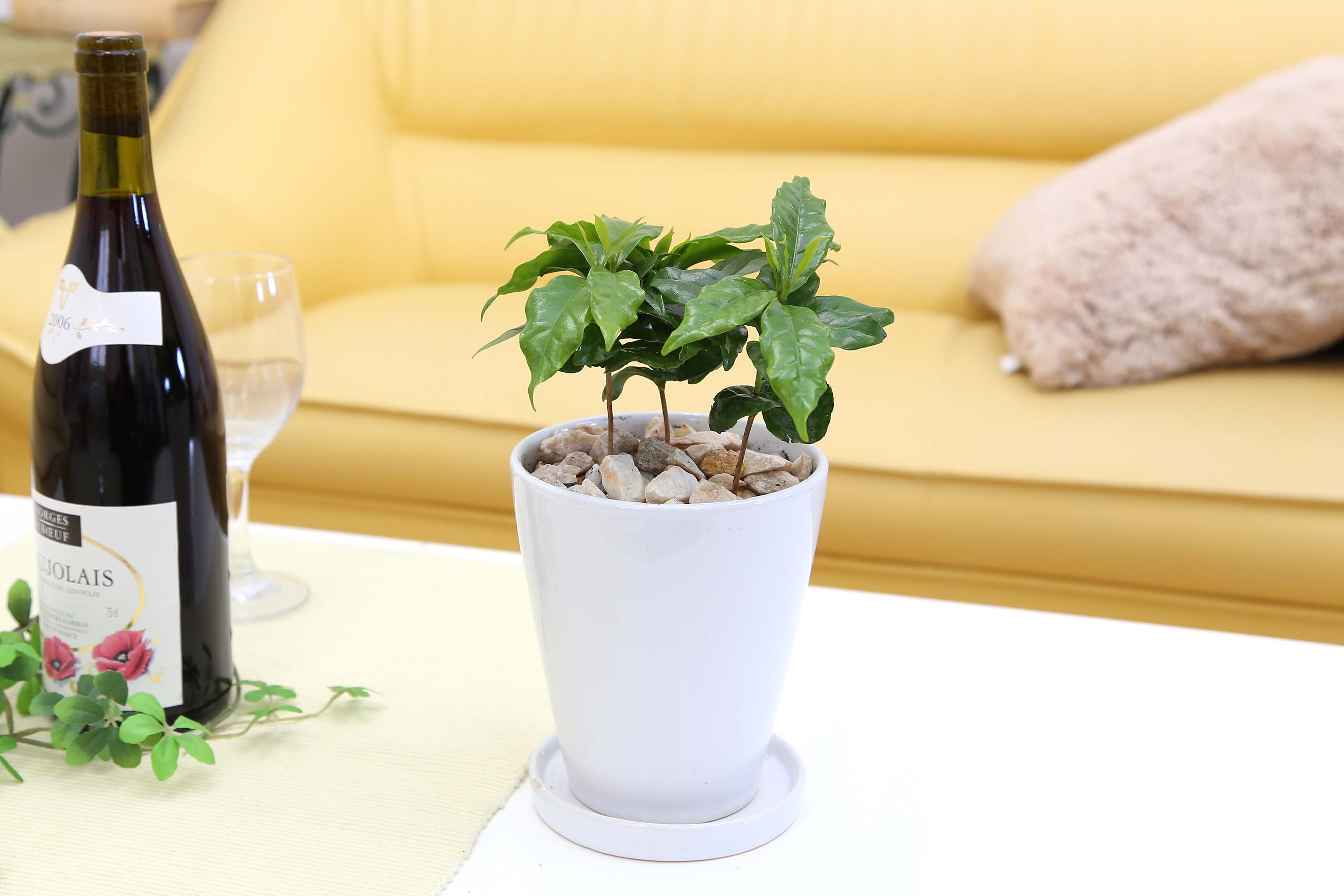 コーヒーの木 5号 陶器鉢 丸タイプ 3株植え 通販 販売 観葉植物のブルーミングスケープ コーヒーの木 5号 陶器鉢 丸タイプ 3株植え 通販 販売 観葉植物のブルーミングスケープ