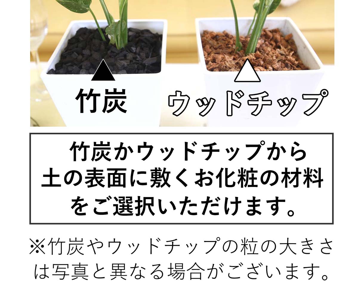 モンステラ・タイコンステレーション 5号