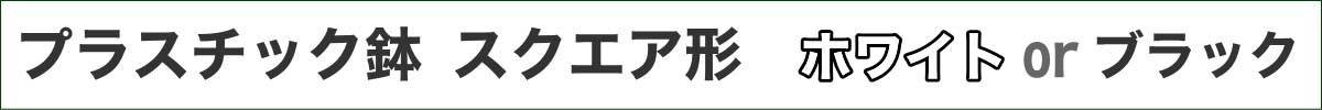 モンステラ・タイコンステレーション 5号 スクエアタイトル
