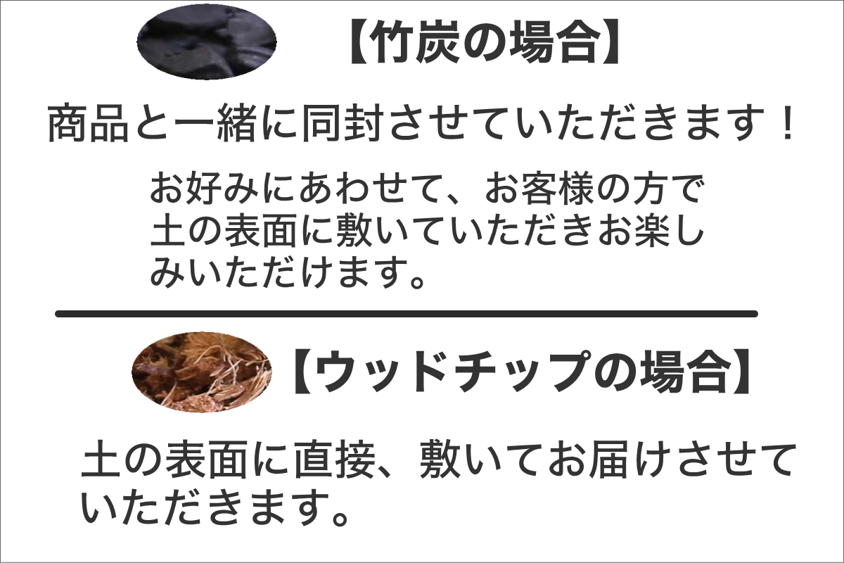 モンステラ・タイコンステレーション 5号
