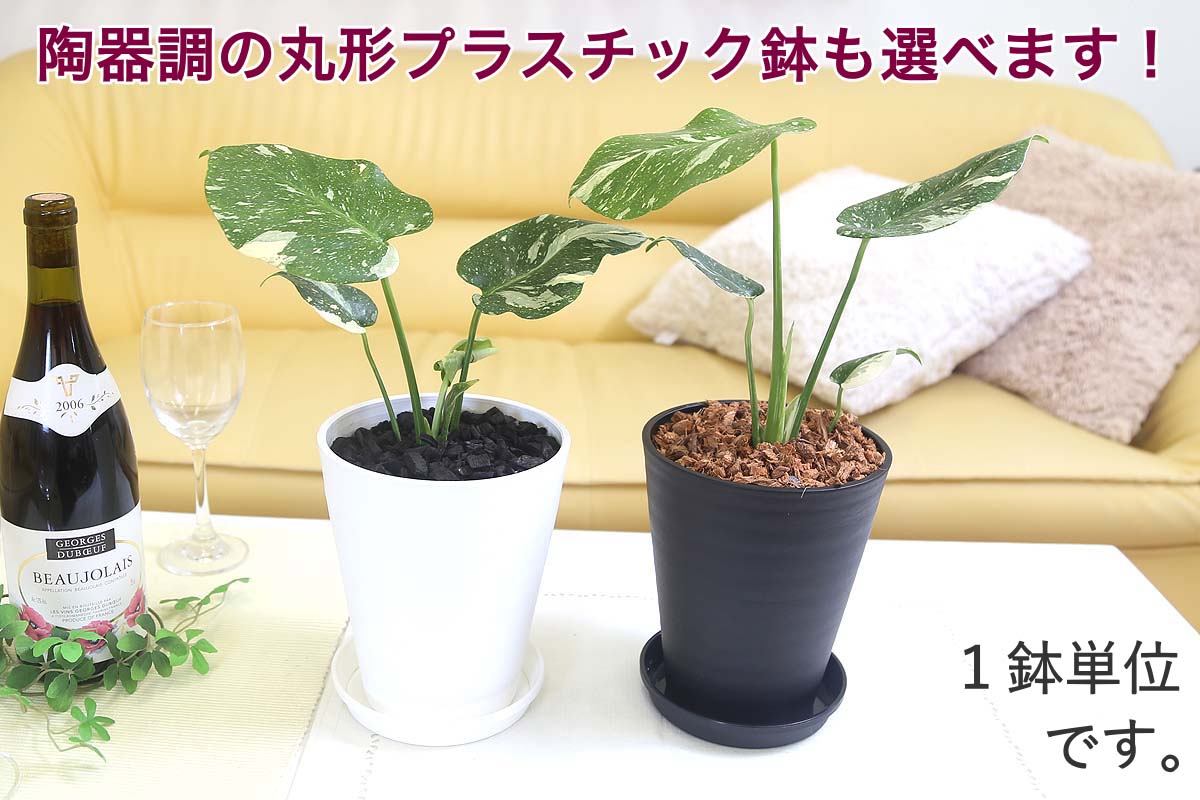 モンステラ・タイコンステレーション 5号 