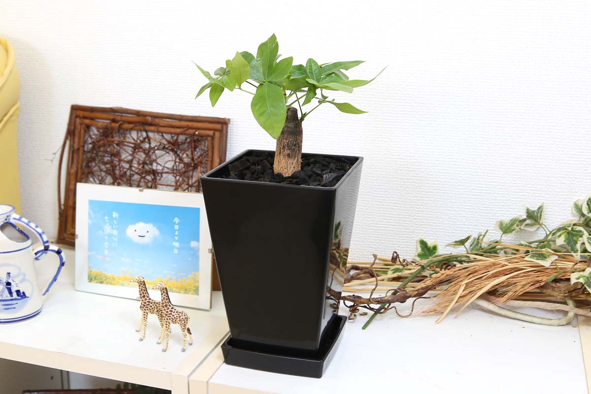 パキラ 5号 竹炭 ブラックスクエア鉢