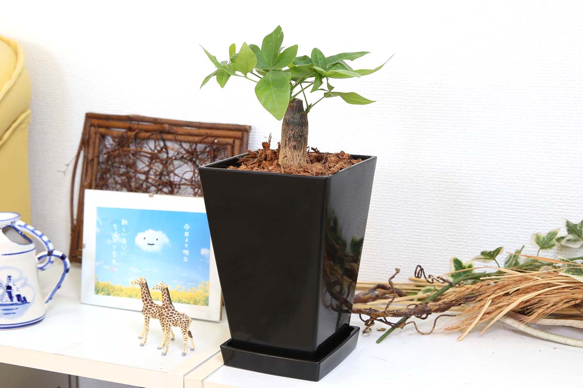 パキラ 5号 ウッドチップ ブラックスクエア鉢