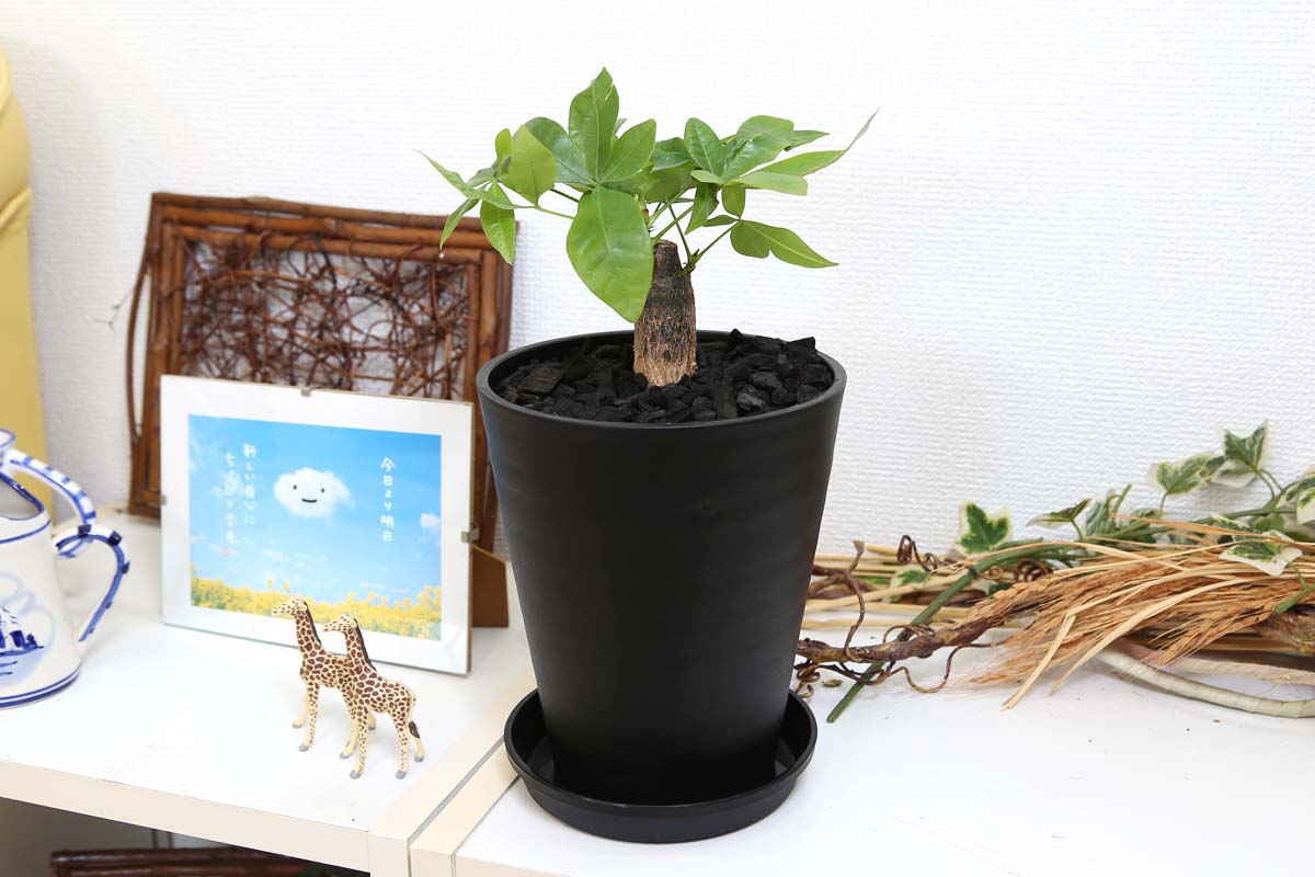 パキラ 5号 竹炭 ブラック丸鉢